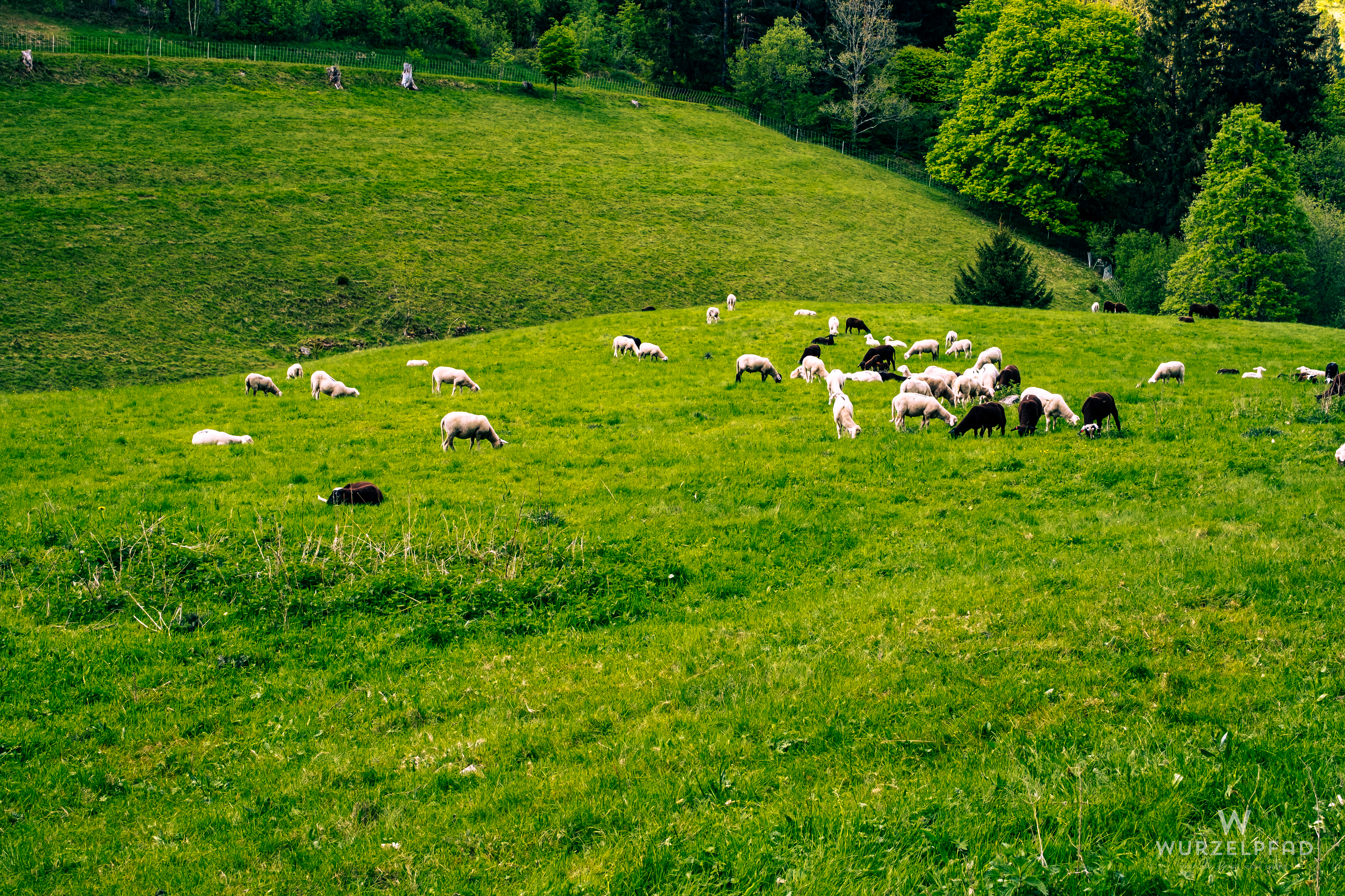 Schafherde bei Schwende